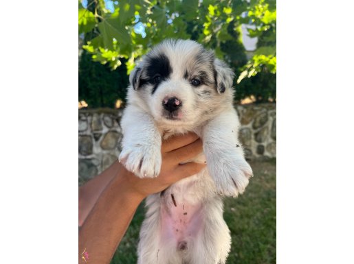 Blue Merle çok özel yavrular