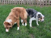 Çok özel Border Collie yavrular 