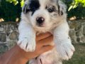 Blue Merle çok özel yavrular