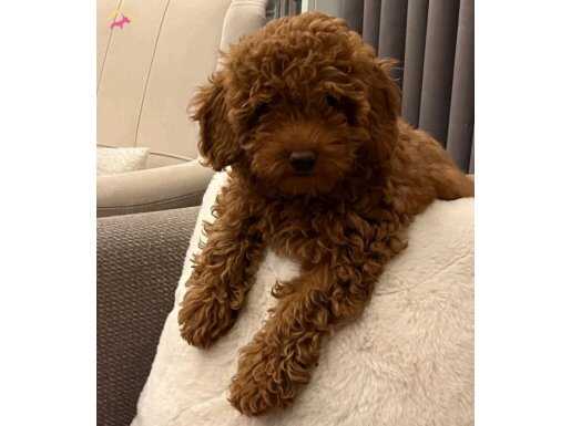 Sağlıklı Dişi Toy Poodle Yavrumuz 