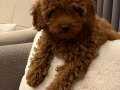 Sağlıklı Dişi Toy Poodle Yavrumuz 