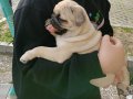Micro boy harika pug yavrusu