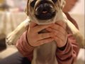 Micro boy harika pug yavrusu
