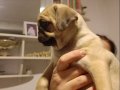 Micro boy harika pug yavrusu