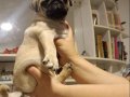 Micro boy harika pug yavrusu