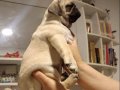 Micro boy harika pug yavrusu