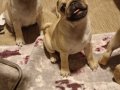 Micro boy harika pug yavrusu