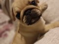 Micro boy harika pug yavrusu