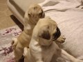 Micro boy harika pug yavrusu