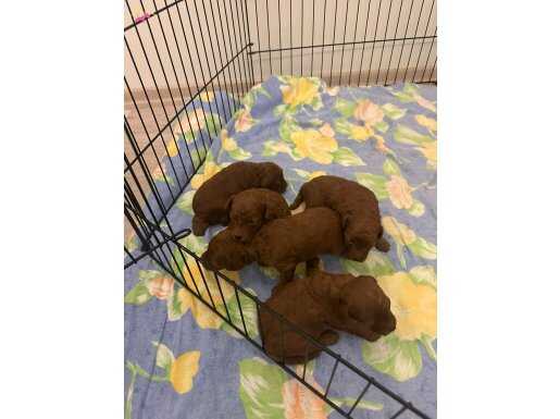 Safkan toypoodle yavrularım redbrown 