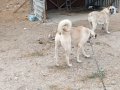 BOZ ANADOLU ÇOBAN