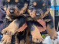 Üst Vasıf Rottweiler Yavrular 