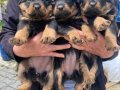 Üst Vasıf Rottweiler Yavrular 