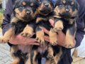 Üst Vasıf Rottweiler Yavrular 