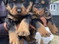 Üst Vasıf Rottweiler Yavrular 