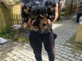 Üst Vasıf Rottweiler Yavrular 