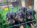 Üst Vasıf Rottweiler Yavrular 