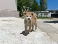 Secereli anne babadan son erkek Akita 