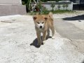 Secereli anne babadan son erkek Akita 