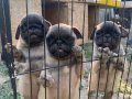 Son 3 dişi Pug bebekler