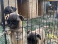 Son 3 dişi Pug bebekler