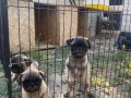 Son 3 dişi Pug bebekler