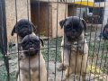 Son 3 dişi Pug bebekler