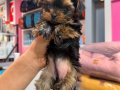 Bir dişi bir erkek Teacup Yorki bebekler
