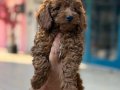 Konya içi elden teslim toypoodle bebekler