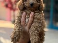 Konya içi elden teslim toypoodle bebekler