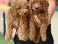 Konya içi elden teslim toypoodle bebekler