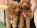 Konya içi elden teslim toypoodle bebekler