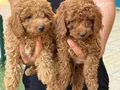 Konya içi elden teslim toypoodle bebekler