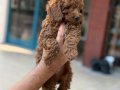 Konya içi elden teslim toypoodle bebekler