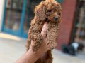 Konya içi elden teslim toypoodle bebekler