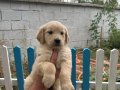 Erkek dişi golden bebekler