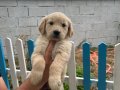 Erkek dişi golden bebekler