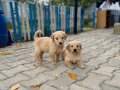 Erkek dişi golden bebekler