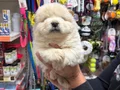Erkek dişi chow chow bebekler