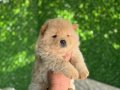 Erkek dişi chow chow bebekler