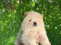 Erkek dişi chow chow bebekler