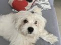 Maltese Terrier Teacup Bebekler