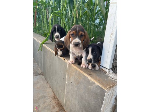 7 haftalık  3 erkek saf kan basset hound yavrular