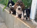 7 haftalık  3 erkek saf kan basset hound yavrular
