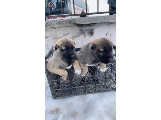 Yurt Dışı Gönderim Avantajlı Safkan Sivas Kangal Yavruları