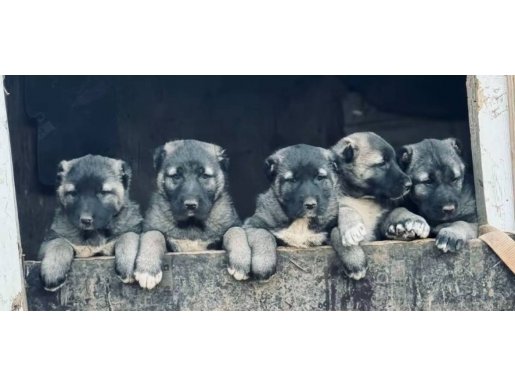 Sivas Merkez’den Safkan Kangal Yavruları: Yurt İçi ve Dışına Gönderim