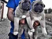 Yurt İçi Yurt Dışı Her Yere Gönderim Sağlanır Safkan Kangal