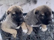 Yurt Dışı Gönderim Avantajlı Safkan Sivas Kangal Yavruları