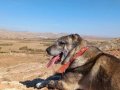YURT DIŞI YURT İÇİ HER YERE GÖNDERİM SAĞLANIR ORJİNAL SAFLAR