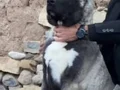 YURT DIŞI YURT İÇİ her gere gönderim sağlanır ORJİNAL SAF  
